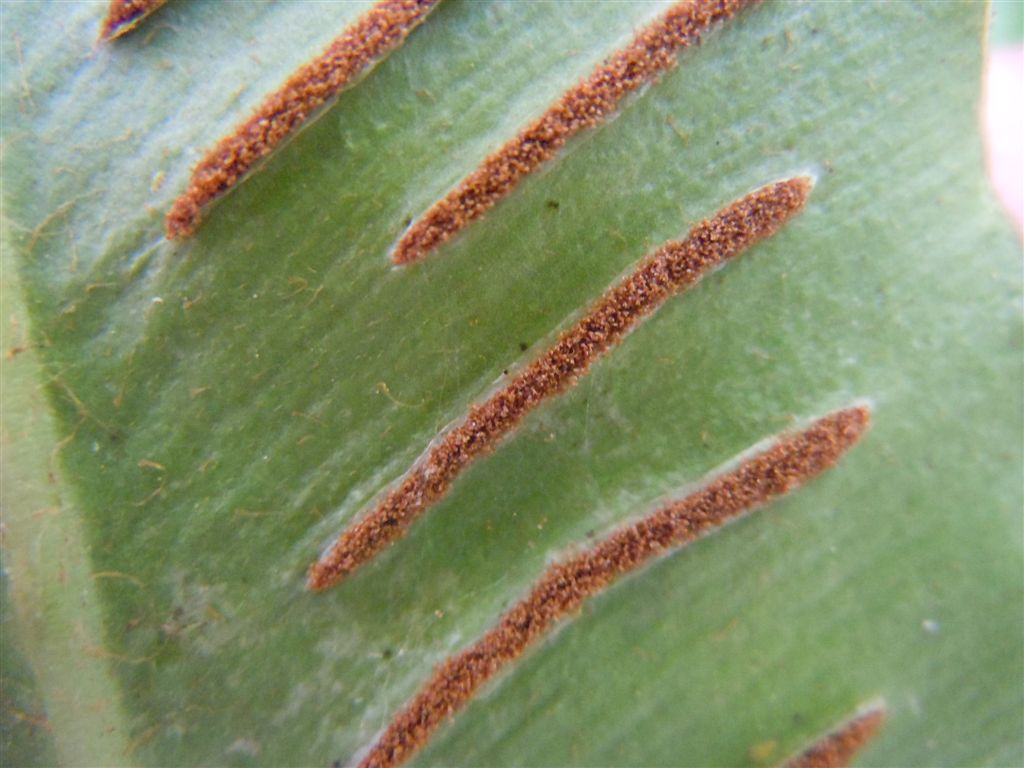Phyllitis scolopendrium